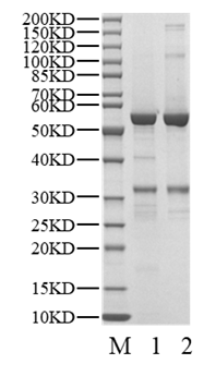CDK4/Cyclin D3 Protein