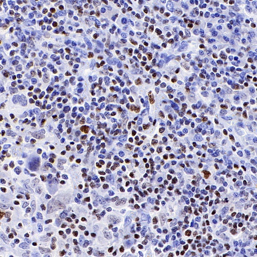Runx3 Recombinant Rabbit mAb (S-R356)