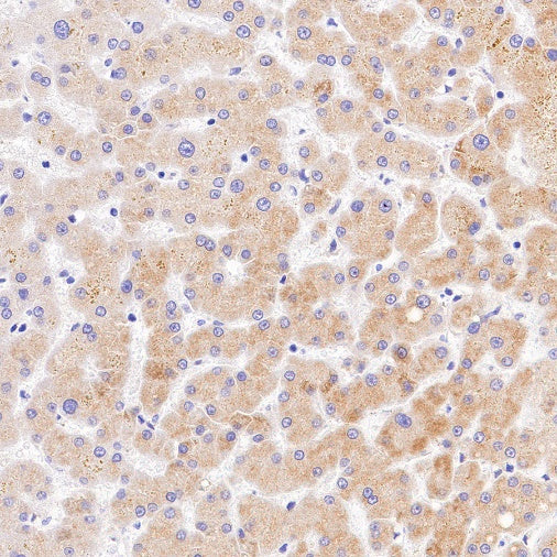 FAM129B Recombinant Rabbit mAb (S-1534-24)