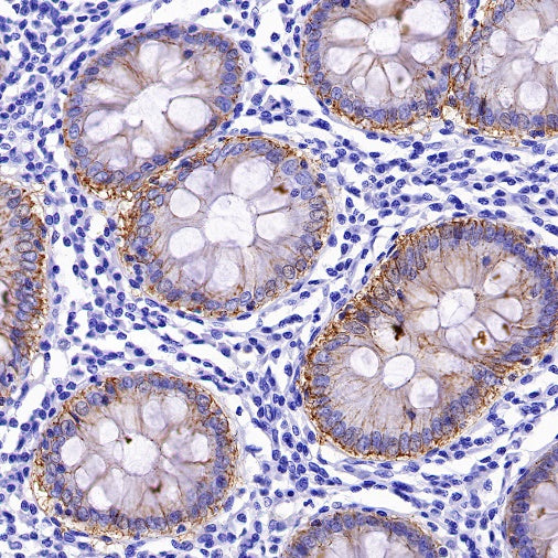 Claudin 3+Claudin 9 Recombinant Rabbit mAb (SDT-1452-69)