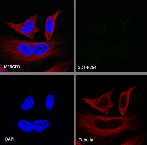 IKAROS Recombinant Rabbit mAb (S-R264)