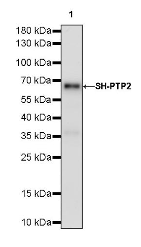 SH-PTP2 Recombinant Rabbit mAb (S-1318-2)