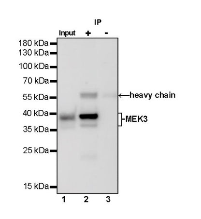 MEK3 Recombinant Rabbit mAb (S-835-23)