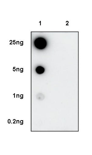 Phospho-GSK3α/β (Ser21/9) Recombinant Rabbit mAb (S-1529-102)