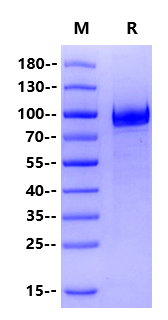 CD97 Fc Chimera Protein, Mouse