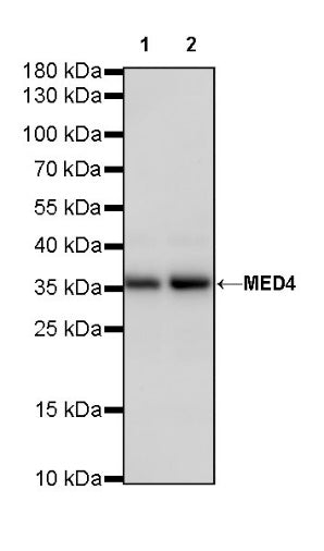 MED4 Recombinant Rabbit mAb (S-R258)