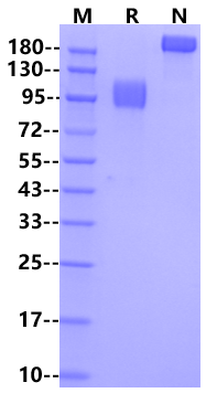 IFN-alpha/beta R1 Fc Chimera Protein, Human