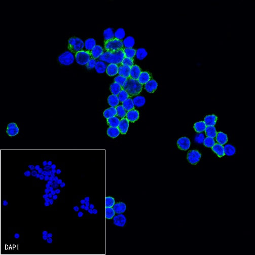 Mouse FcR Blocking Reagent