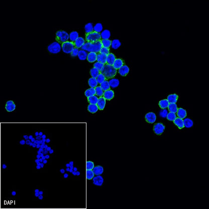 Mouse FcR Blocking Reagent
