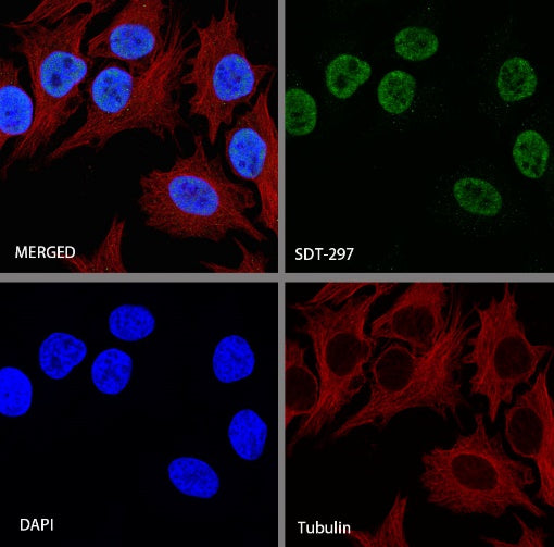 PCNA Recombinant Rabbit mAb (SDT-297-116)
