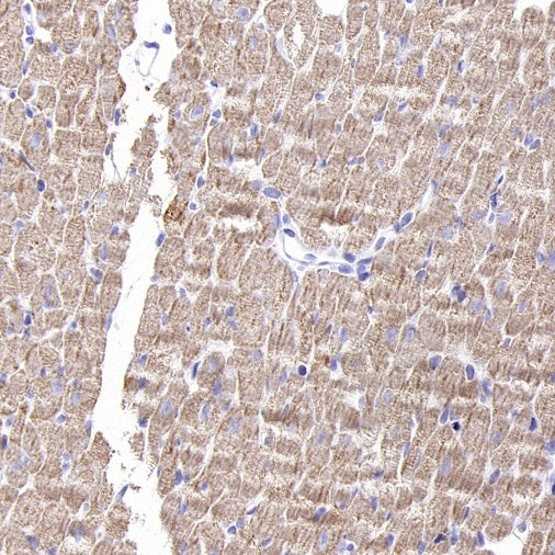 VDAC1 + VDAC2 + VDAC3 Rabbit Polyclonal Antibody