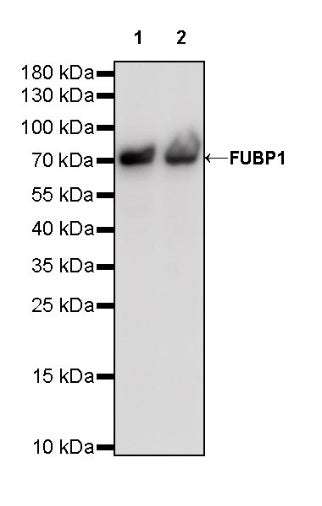 FUBP1 Recombinant Rabbit mAb (S-739-21)