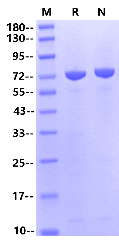 DNase Ⅰ