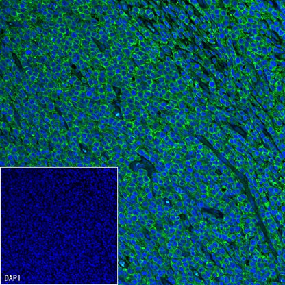 CD45RA Recombinant Mouse mAb (HI100)