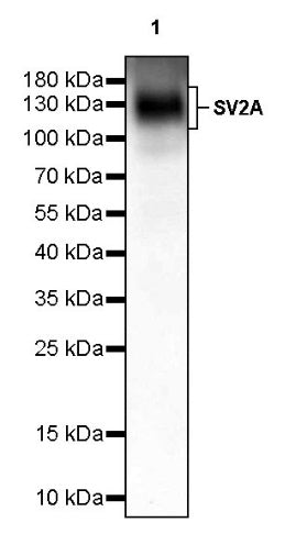 SV2A Recombinant Rabbit mAb (S-2096-2)
