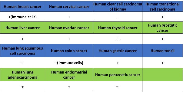CD74 Recombinant Rabbit mAb (S-4524-58)