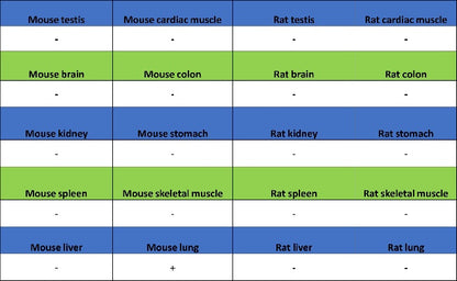 Podoplanin Recombinant Rat mAb (S-3419)