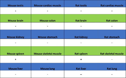 FOXP3 Recombinant Mouse mAb (SDT-3494)