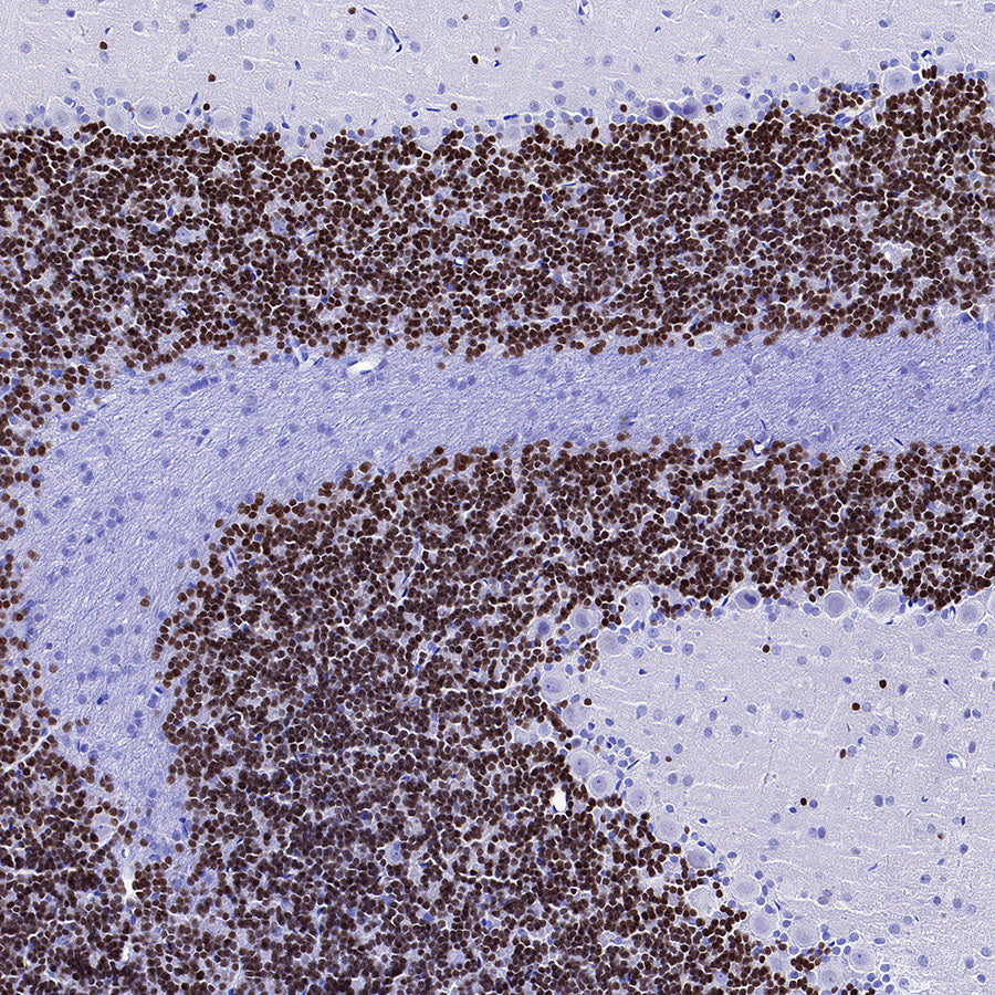 NeuroD1 Recombinant Rabbit mAb (SDT-3843-59)