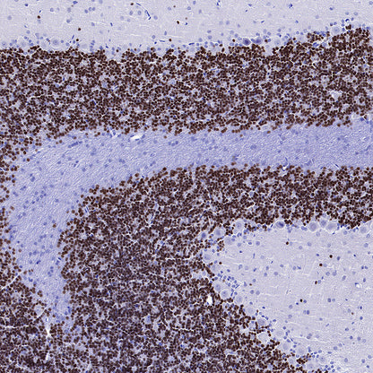 NeuroD1 Recombinant Rabbit mAb (SDT-3843-59)