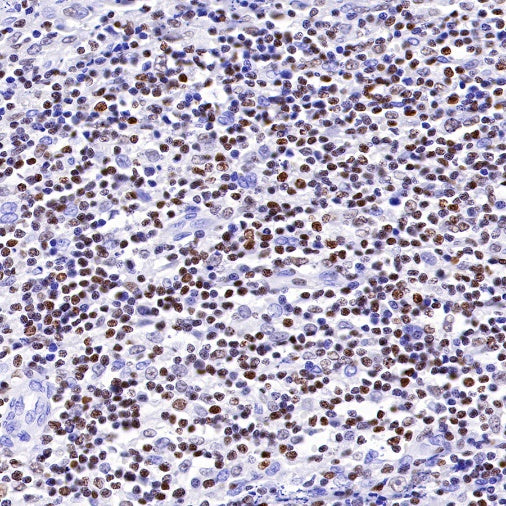 IKAROS Recombinant Rabbit mAb (S-R264)