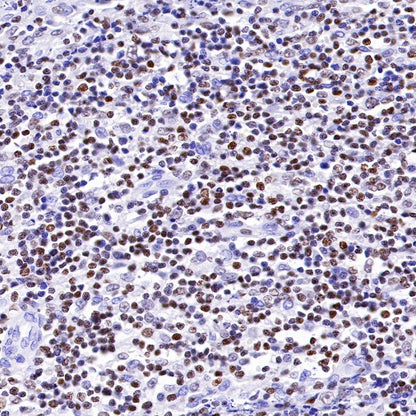 IKAROS Recombinant Rabbit mAb (S-R264)