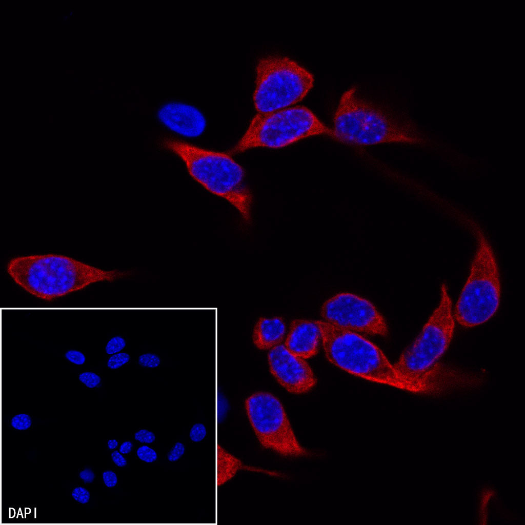 Goat anti-Mouse IgG(H+L) (TRITC Conjugate)