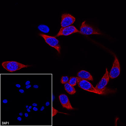Goat anti-Mouse IgG(H+L) (TRITC Conjugate)