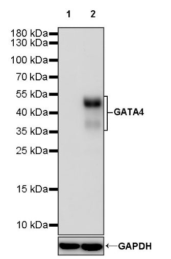 GATA4 Recombinant Rabbit mAb (S-1428-141)