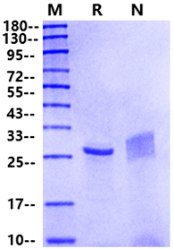 Recombinant Human α-Chymotrypsin, Mass Spectrometry Grade