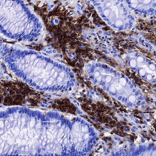 CD48 Recombinant Rabbit mAb (S-1515-9)