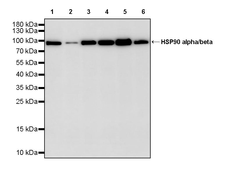 HSP90 alpha/beta Recombinant Mouse mAb (S-5282)