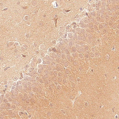 GABA A Receptor alpha 5/GABRA5 Recombinant Rabbit mAb (S-6030)