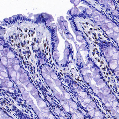 CoREST Recombinant Rabbit mAb (S-4401-8)