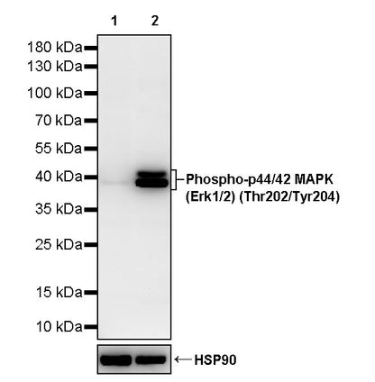 Phospho-p44/42 MAPK (Erk1/2) (Thr202/Tyr204) Recombinant Rabbit mAb (S-5119)