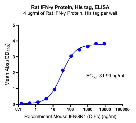 Rat IFN-γ Protein, His tag
