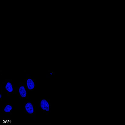 Rabbit mAb IgG Isotype Control (SDT-R173)