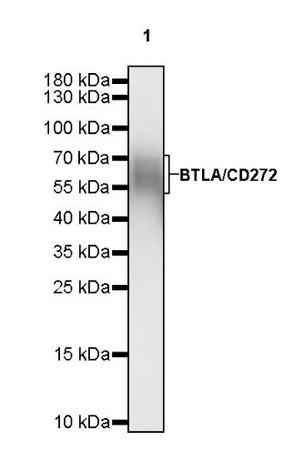 BTLA/CD272 Recombinant Rabbit mAb (S-742-13)