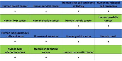 VE Cadherin Recombinant Rabbit mAb (S-3312-118)