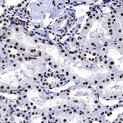 EIF4A3 Mouse mAb