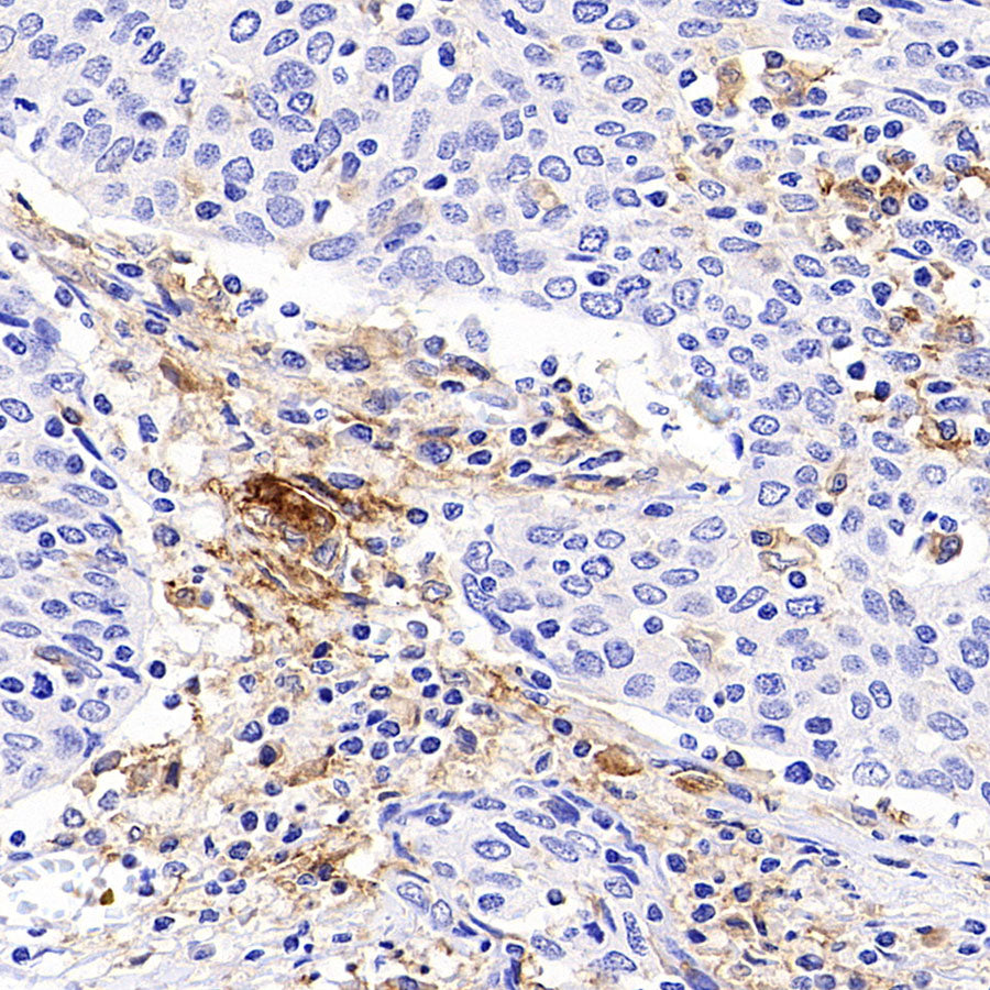 CD86 Recombinant Rabbit mAb (S-6175)