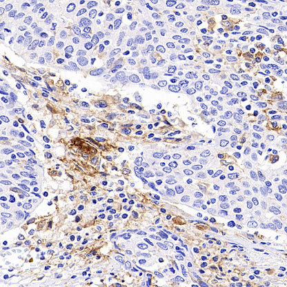 CD86 Recombinant Rabbit mAb (S-6175)