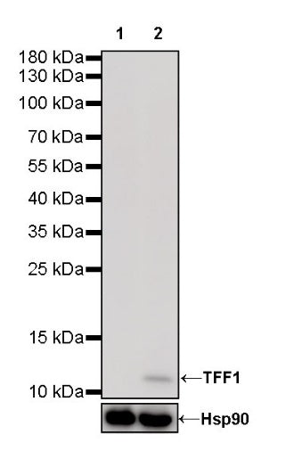 TFF1 Recombinant Rabbit mAb (S-336-75)