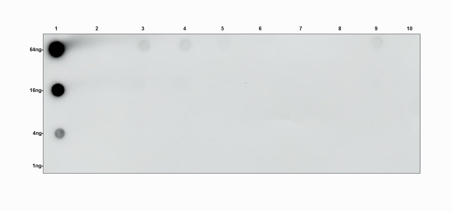 D-Lactyl Lysine Rabbit Polyclonal Antibody