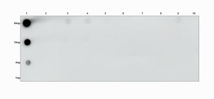 D-Lactyl Lysine Rabbit Polyclonal Antibody
