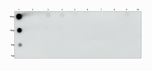 D-Lactyl Lysine Rabbit Polyclonal Antibody