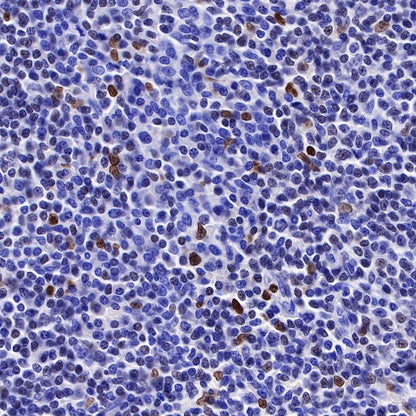 S-RMab® PU.1 Recombinant Rabbit mAb (SDT-R236)