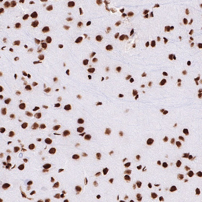 CREB Recombinant Rabbit mAb (S-747-60)