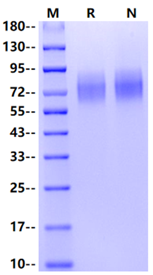SIRP-α/CD172A His Tag Protein, Mouse