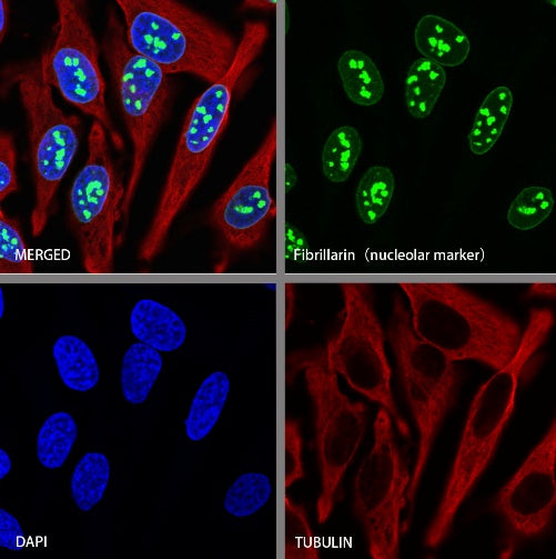 Fibrillarin Recombinant Rabbit mAb (S-1718-171)